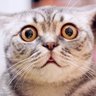 Фото профиля mewmew