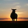 ruminations of a black sheep 的头像
