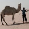 Eng. Yousef AlHammadi profil fotoğrafı