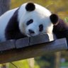Panda 的头像