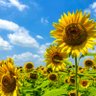 Фото профиля 7summersunflowers