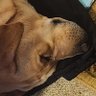 Fin profil fotoğrafı