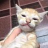 Profilbild von Amir