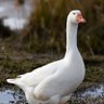 I am a Goose 的头像