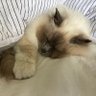 Profilbild von Madcatter