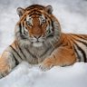 Petrovich profil fotoğrafı