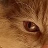1974_Wolfo's profile picture