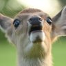 ð·ã«ã¡ã«ã¡ã·ã«ãžã«ðŠð's profile picture