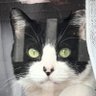 ぬこ壱🐾 的头像