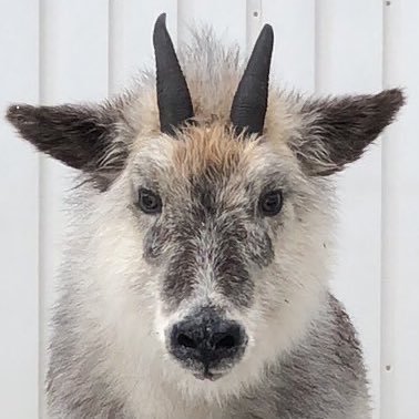 信州ジビエ職人's profile picture