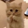 ʕ•̫͡• profil fotoğrafı