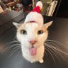 Profilbild von weyolll5 navideño!!!🎅🎄