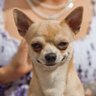 El magnifico's profile picture