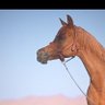 Фото профиля صالح الجزائري