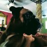 CharlieTuna profil fotoğrafı