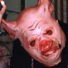 The Warpig's profile picture