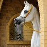 ᏡᏲᏋ ᏕᏡᎯᖇ ᏲᎧᖇᏕᏋ ᗰᎧᎧᏁ🐴🌕⭐️💕 profil fotoğrafı