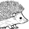 kirpi's profile picture