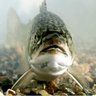 HowdyDewitt profil fotoğrafı