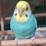 Profilbild von Raz