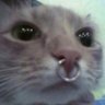 Palmerita🌴's profile picture