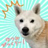 しば犬・シーラカンス・なつみ🐶's profile picture