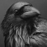 Profilbild von 𝐄𝐥 𝐂𝐮𝐞𝐫𝐯𝐨 🐦‍⬛