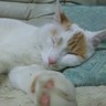 haruka's profile picture