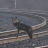Rail Wolf 🇺🇲 🐍 profil fotoğrafı