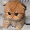 Rosie's profile picture