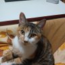 Profilbild von 🐱-tubeちゃんねる