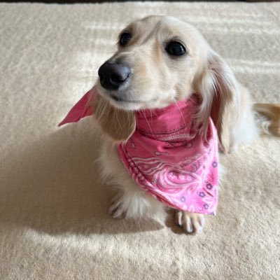 goromame_mame's profile picture