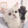 乌兰夫（蒙古坦克王）'s profile picture