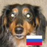 napustory_stand with Russia🇷🇺 的头像