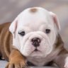 Grumpy_Elminster's profile picture