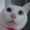 yoshi profil fotoğrafı