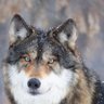 Claudia 🐺🐾♑️'s profile picture