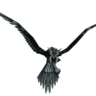 Stormkrow's profile picture