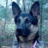 Diggety Dog's profile picture