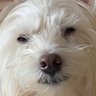 スジ子 profil fotoğrafı