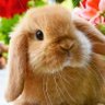 RabbitSoldier18🌸🐰🌸's profile picture