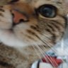 Toshi☆'s profile picture
