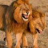 Mbari Samalinga profil fotoğrafı