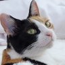 神楽🐾 profil fotoğrafı