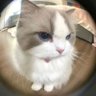 Фото профиля Pussy Cat