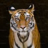 Tiger Within's profile picture