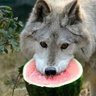 free food's profile picture