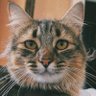 Felipe Benjamín profil fotoğrafı