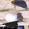 Choupinou's profile picture