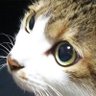 Фото профиля ねこちゃん